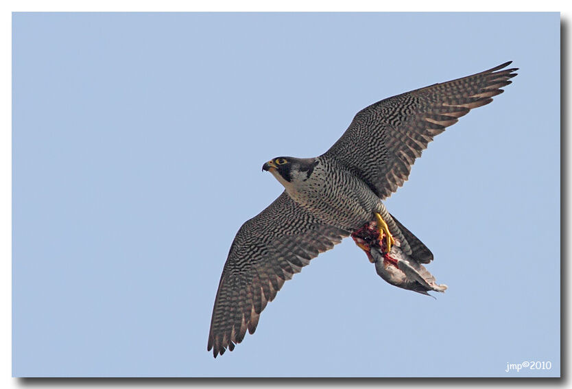 Peregrine Falcon