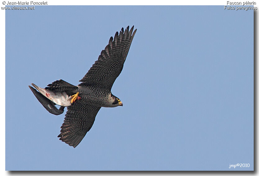 Peregrine Falcon