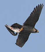 Peregrine Falcon