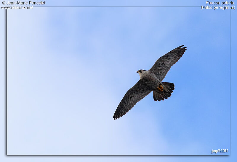 Peregrine Falcon