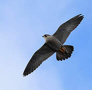 Peregrine Falcon