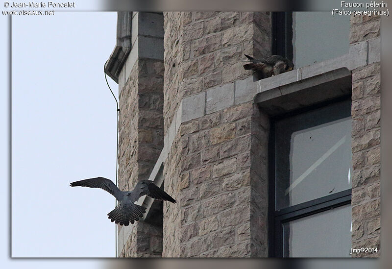 Peregrine Falcon