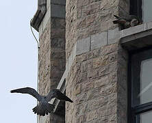 Peregrine Falcon