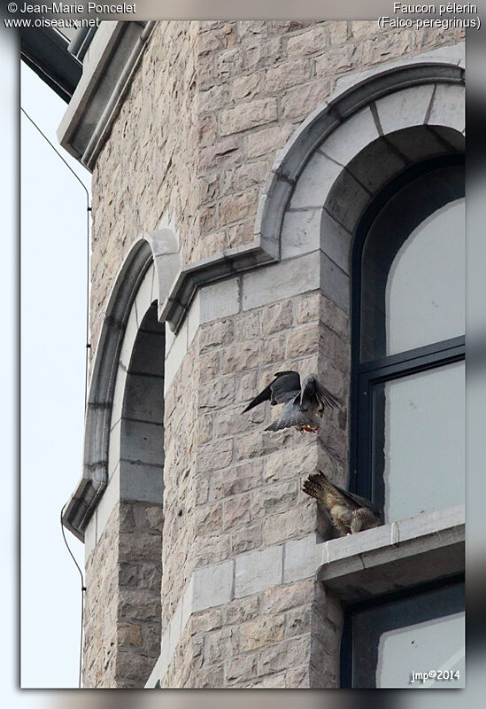 Peregrine Falcon