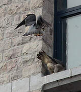 Peregrine Falcon