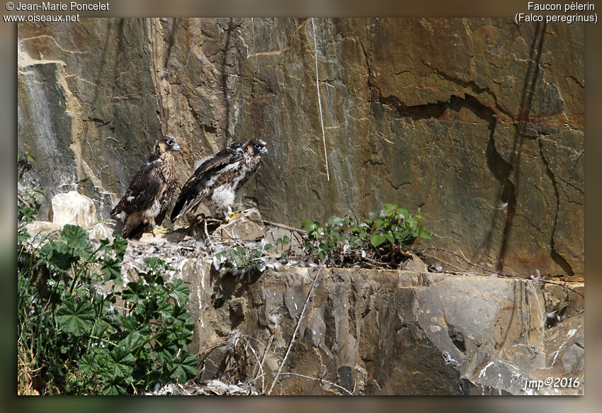 Peregrine Falcon