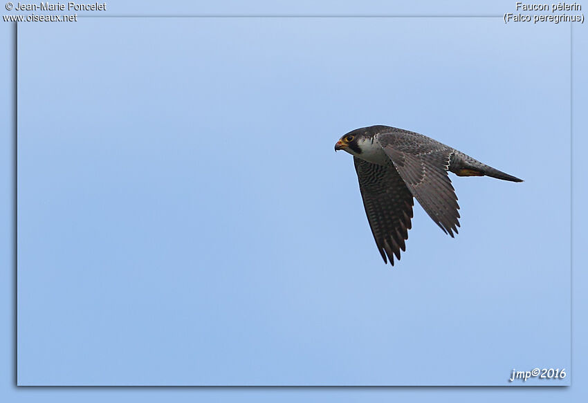 Peregrine Falcon