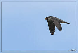 Peregrine Falcon