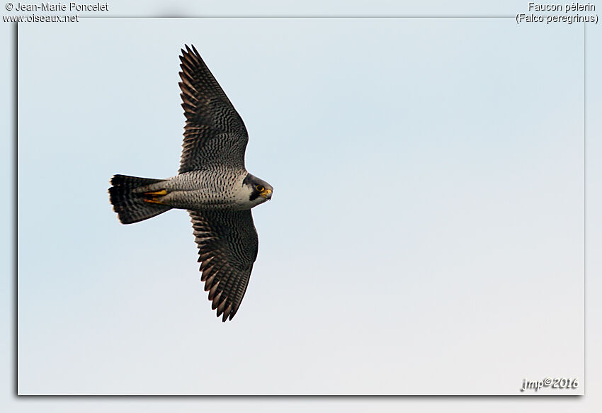 Peregrine Falcon