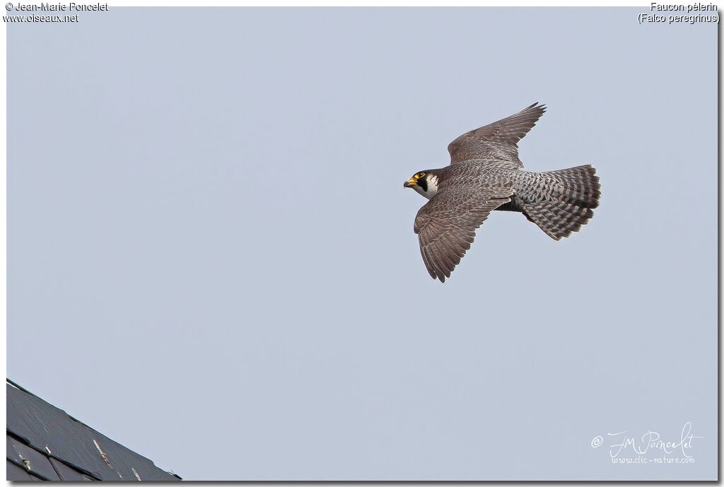 Peregrine Falcon