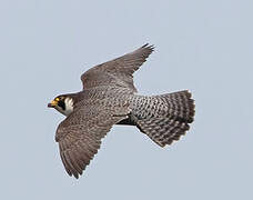 Peregrine Falcon