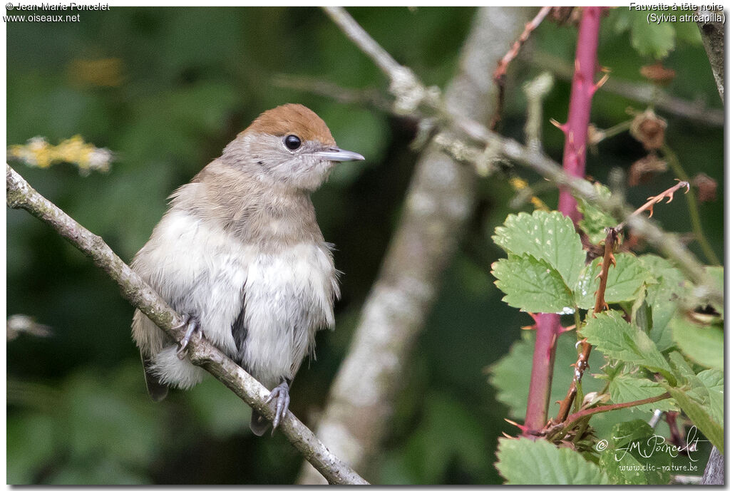 Eurasian Blackcap