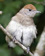 Eurasian Blackcap