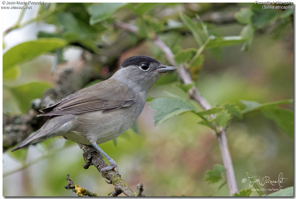 Eurasian Blackcap