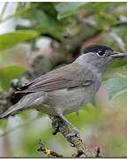 Eurasian Blackcap