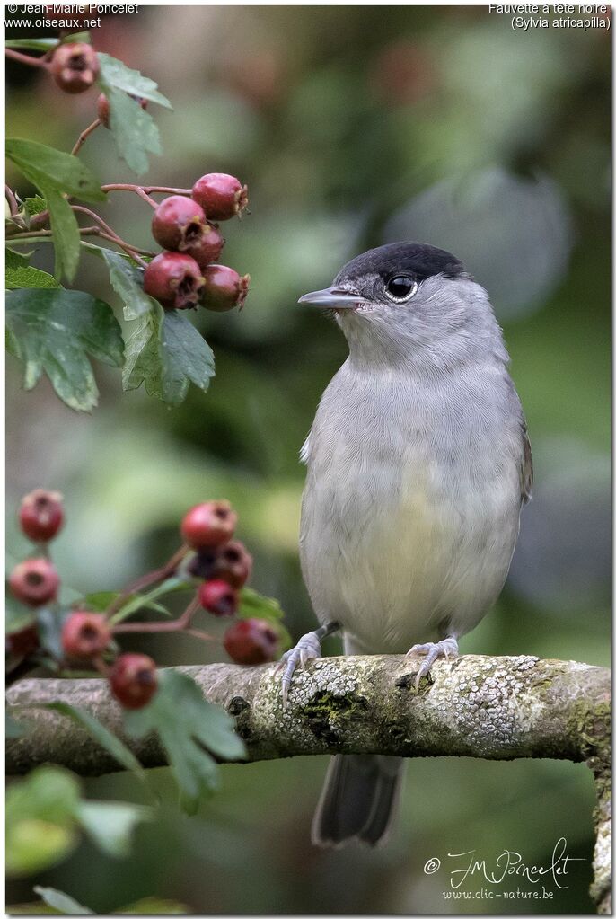 Eurasian Blackcap