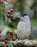 Eurasian Blackcap