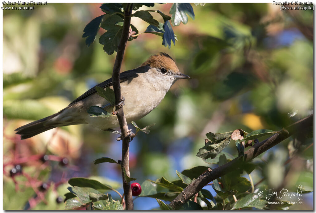 Eurasian Blackcap female