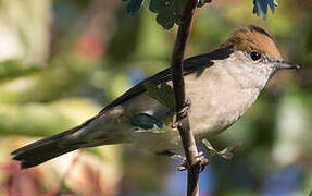 Eurasian Blackcap