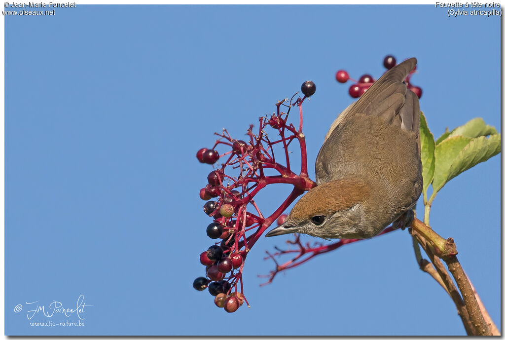 Eurasian Blackcap female