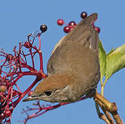 Eurasian Blackcap