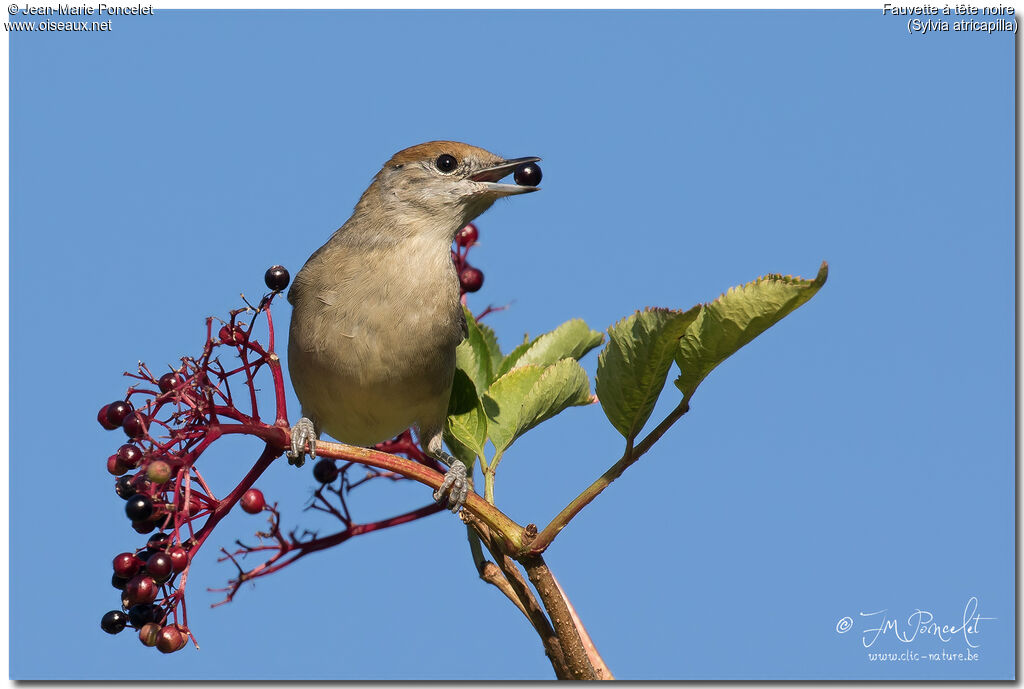 Eurasian Blackcap female