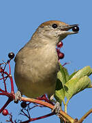 Eurasian Blackcap