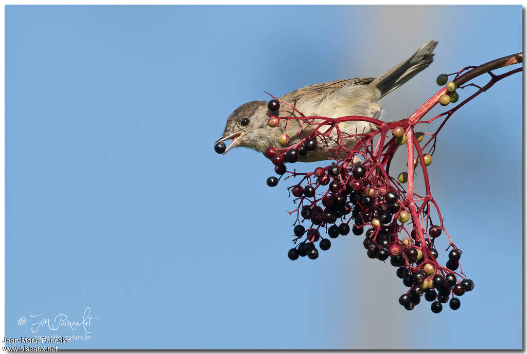 Eurasian Blackcap male First year, feeding habits