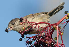 Eurasian Blackcap