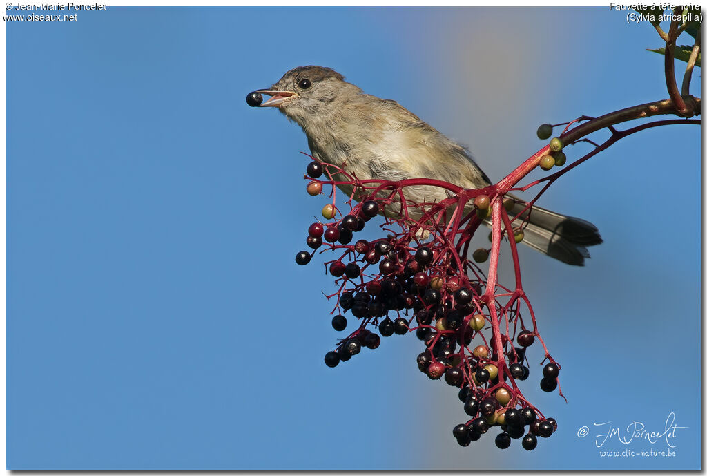 Eurasian Blackcap male