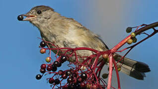 Eurasian Blackcap