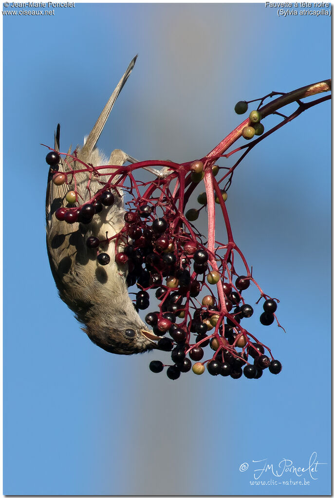 Eurasian Blackcap male