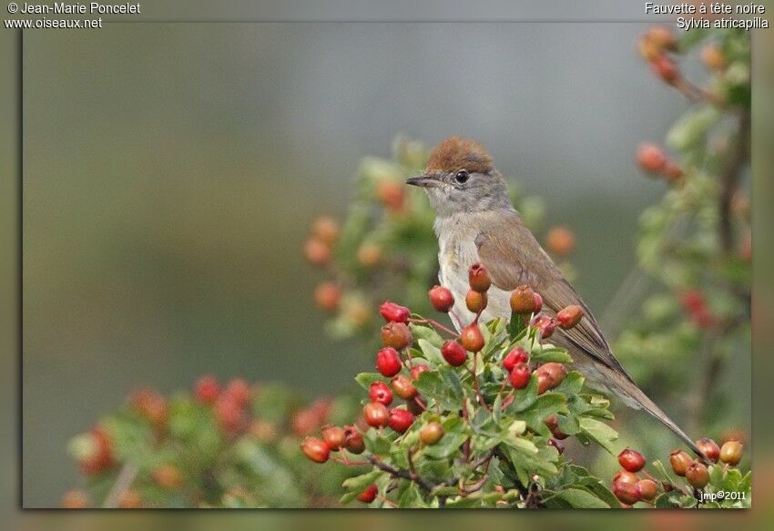 Eurasian Blackcap