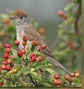 Eurasian Blackcap