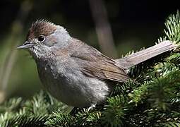 Eurasian Blackcap