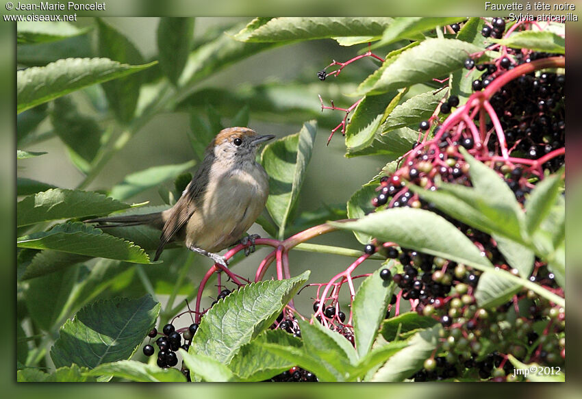 Eurasian Blackcap