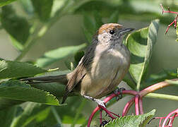 Eurasian Blackcap