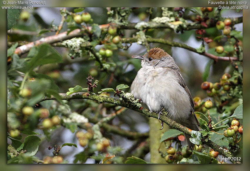 Eurasian Blackcap