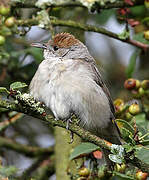 Eurasian Blackcap