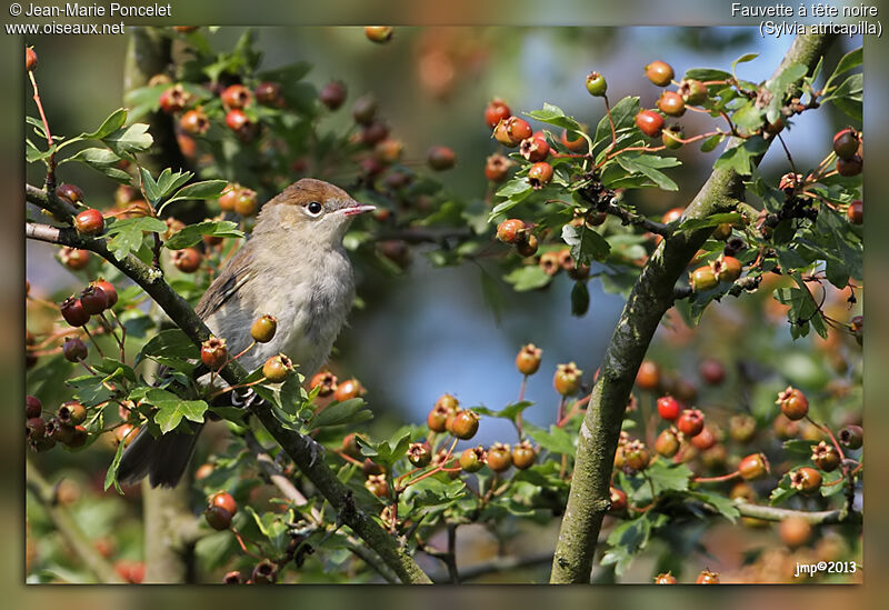 Eurasian Blackcap