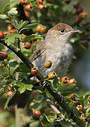 Eurasian Blackcap