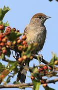 Eurasian Blackcap