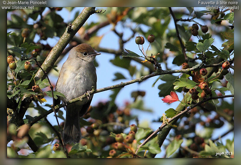 Eurasian Blackcap