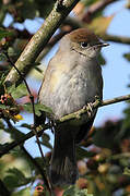 Eurasian Blackcap