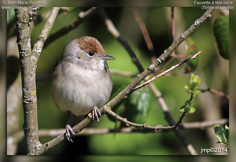 Eurasian Blackcap