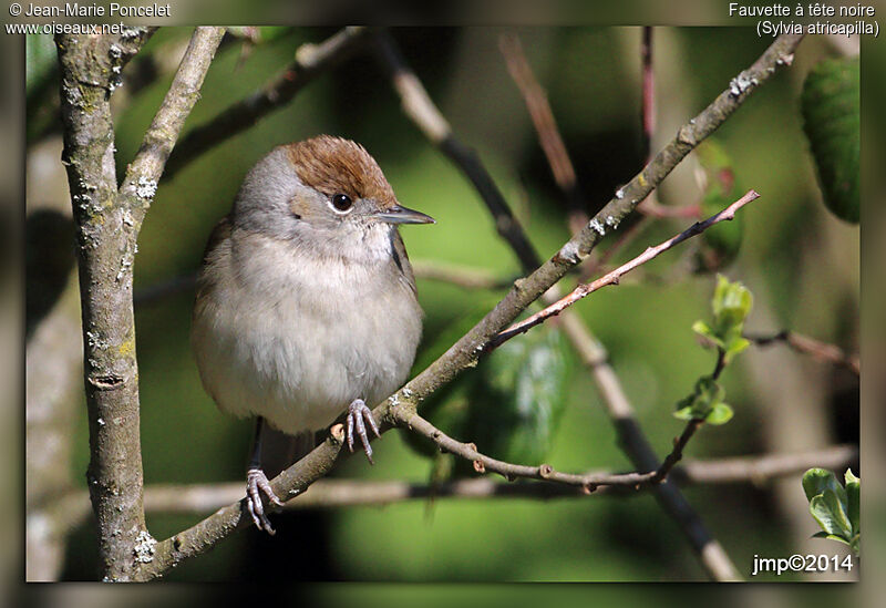 Eurasian Blackcap