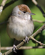 Eurasian Blackcap