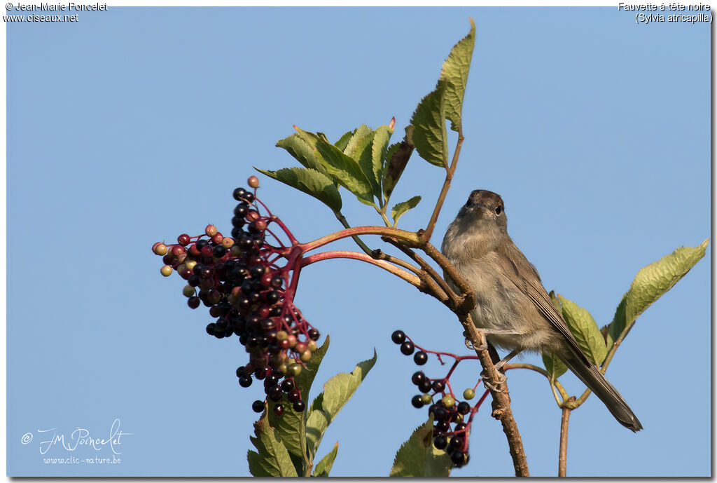 Eurasian Blackcap male