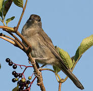 Eurasian Blackcap