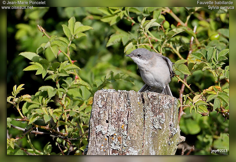 Lesser Whitethroat